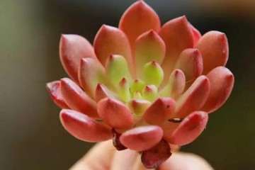 为什么多肉植物浇水不合理 容易烂根