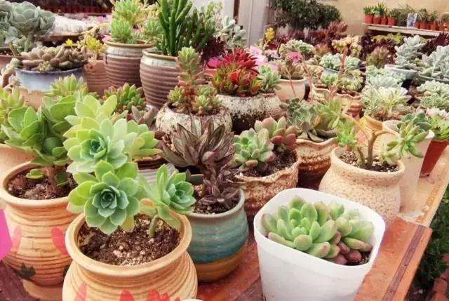 多肉植物被晒伤后怎么处理