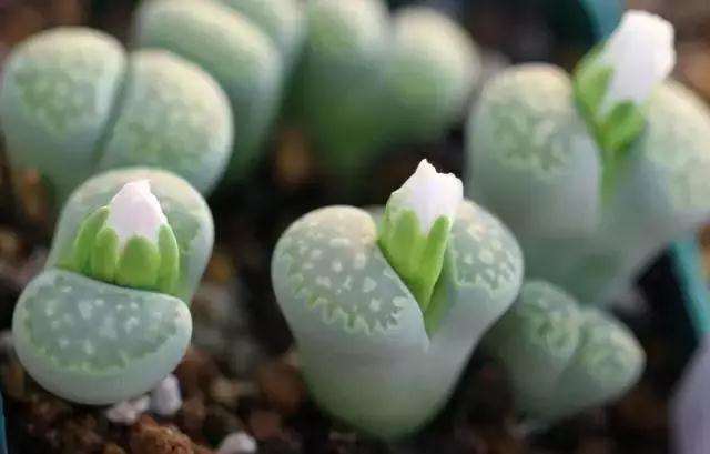 多肉植物被晒伤后怎么处理