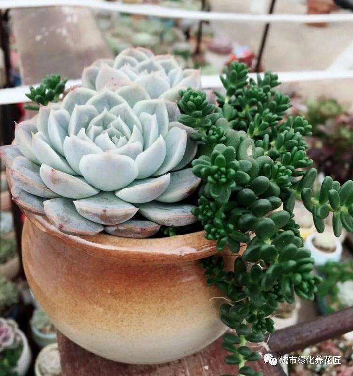 秋季养多肉遇到煤污病怎么办