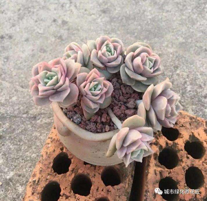 秋季养多肉遇到煤污病怎么办