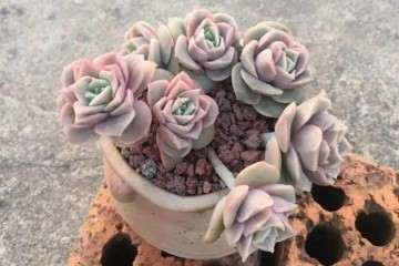 秋季养多肉遇到煤污病怎么办 图片