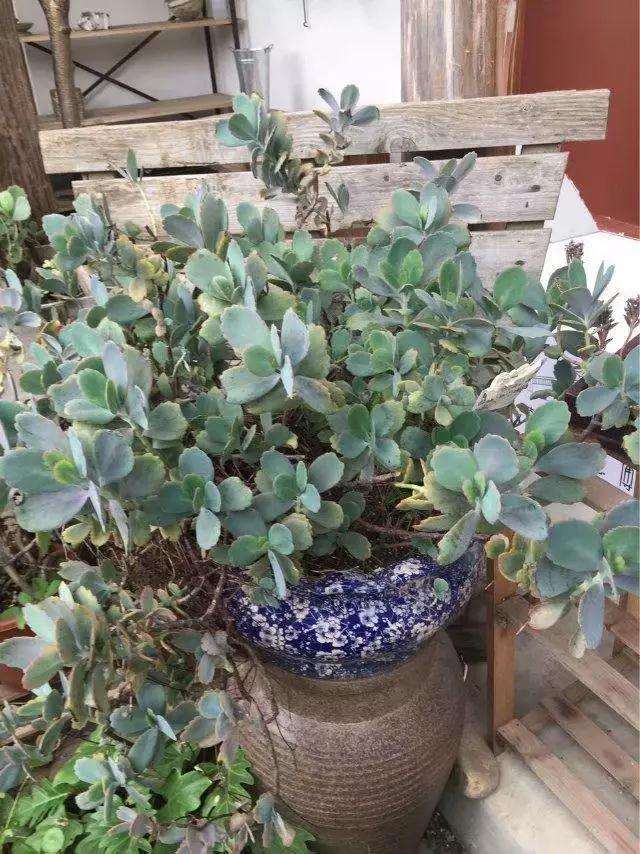 多肉晒死的更快