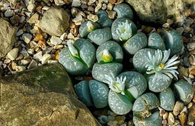 养多肉植物的十大理由