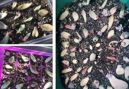 我是怎么多肉叶插的