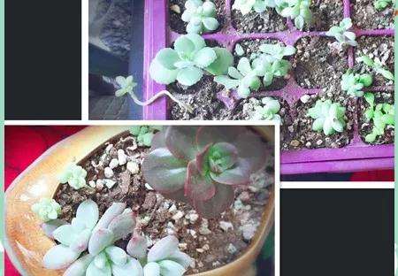 我是怎么多肉叶插的