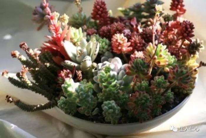 这4个因素影对多肉的生长影响很大