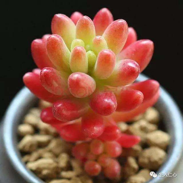 这4个因素影对多肉的生长影响很大