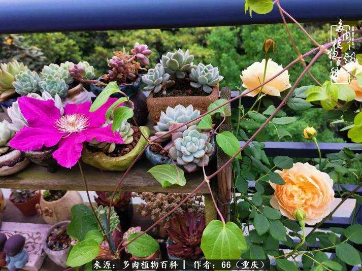 逛花市偶然买了两盆多肉 从此入坑