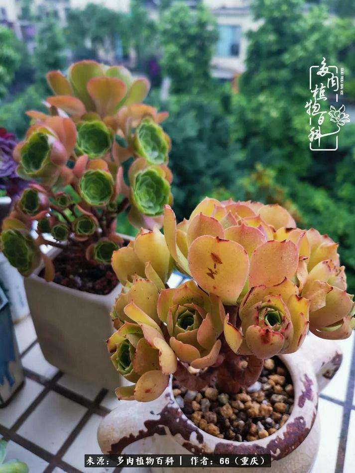 逛花市偶然买了两盆多肉 从此入坑