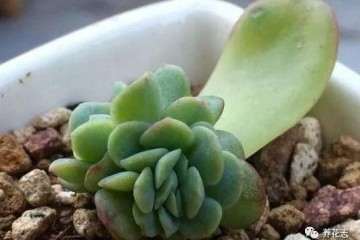 8月份养多肉浇水量不要过多 土壤湿润即可