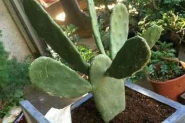 夏季养多肉如何把握浇水时间和方式