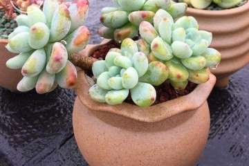 如何鉴别多肉老桩真伪的3个方法