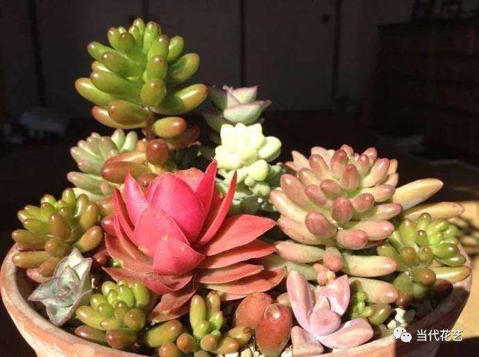 夏天多肉浇水可以添加抗菌剂