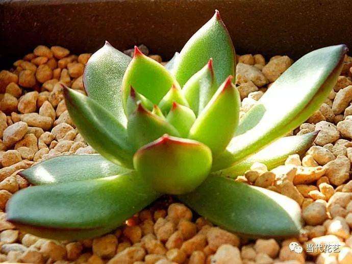 夏天多肉浇水可以添加抗菌剂