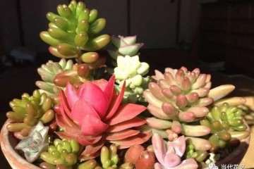 夏天多肉浇水可以添加抗菌剂 预防黑腐病