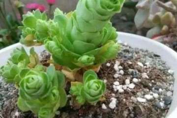 你的多肉还在疯狂徒长吗 看我的攻略