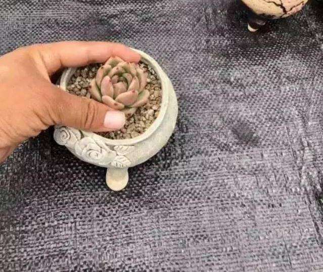 多肉怎么换盆换土的具体步骤如下