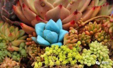 很多朋友一直纠结多肉植物到底要不要施肥