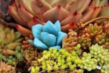 很多朋友一直纠结多肉植物到底要不要施肥