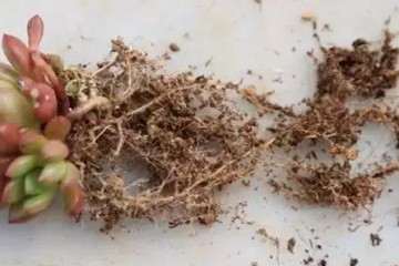 秋季多肉怎么砍头的步骤如下 图片