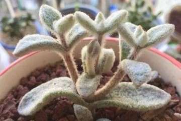 兔耳朵多肉植物怎么养护的方法 图片