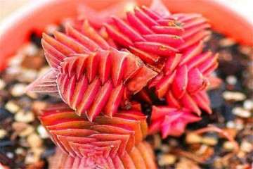 秋季养护多肉植物 这4件事不能做 会掉叶