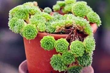 多肉在度夏前怎么做好准备 图片