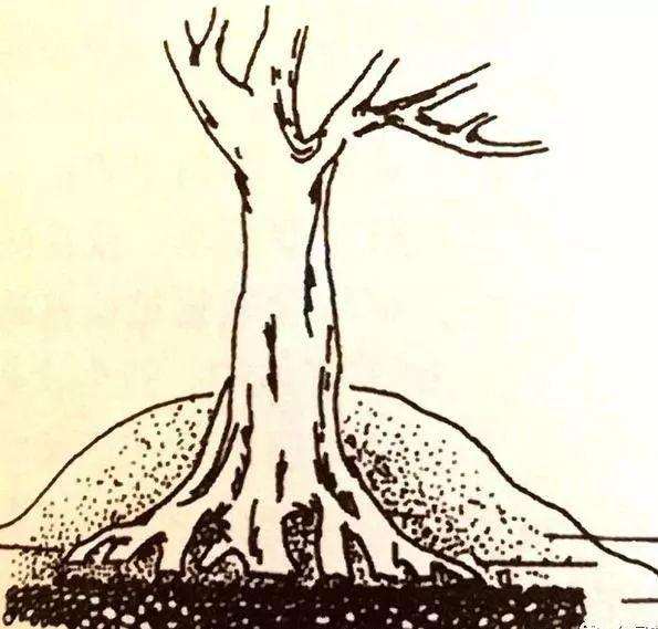 如何去套栽野生的盆景老桩