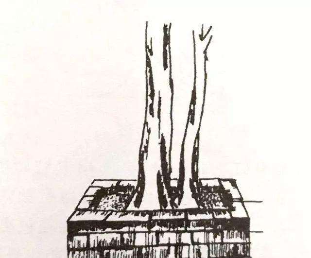 如何去套栽野生的盆景老桩