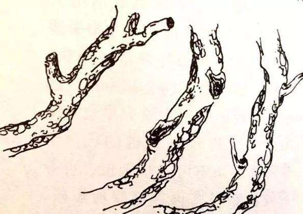 野桩盆景养坯最好一年后再进行上盆