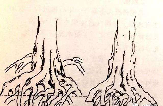 树桩盆景怎么处理根部的方法