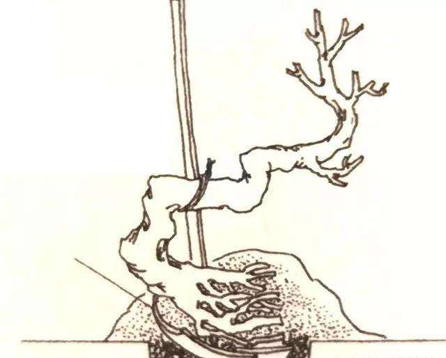 树木盆景素材如何去养坯