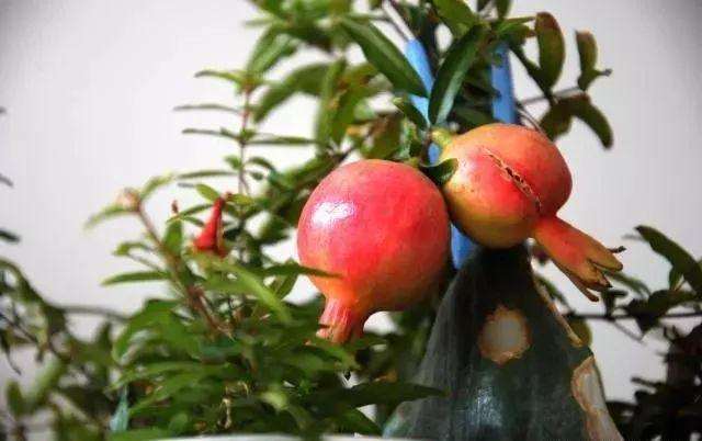 盆景石榴挂果后施肥不足怎么办