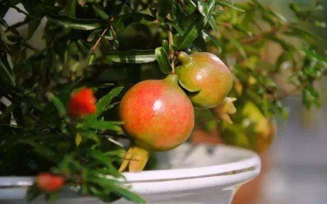 盆景石榴养护时