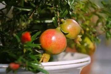 盆景石榴落果太多 怎样减轻落果现象