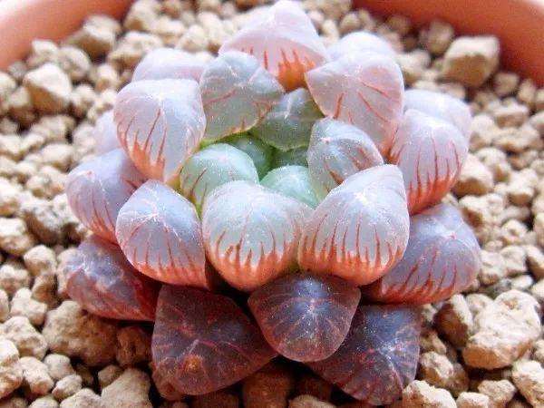 我们家的阳台上种着各种各样的多肉