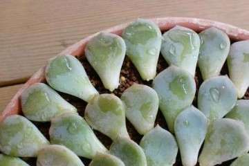 多肉叶插出现黑腐病 怎么办 4个方法