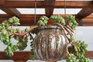 不会给多肉浇水 教你一个技巧 图片