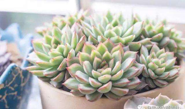 为什么多肉浇水要干透浇透
