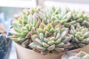 为什么多肉浇水要干透浇透 图片