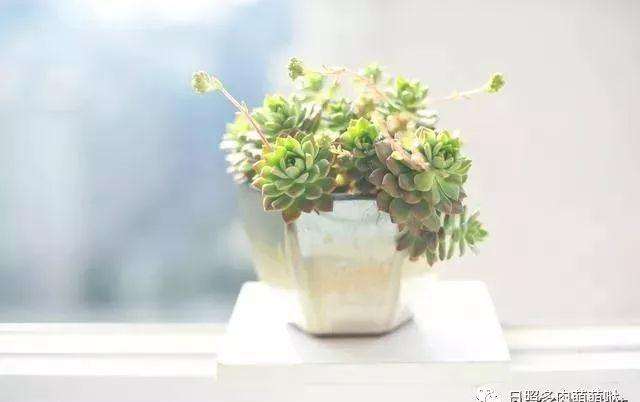 为什么露养在室外的多肉容易出状态