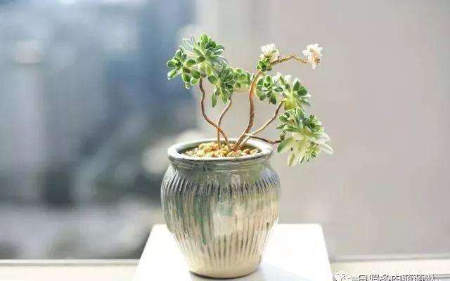 为什么日照是养好多肉的关键