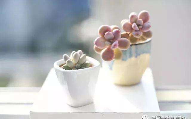 为什么日照是养好多肉的关键