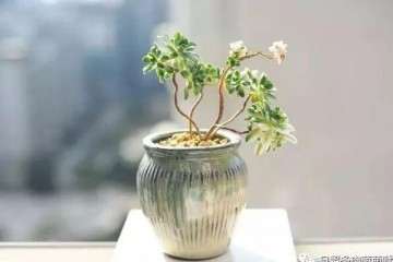 为什么日照是养好多肉的关键 图片