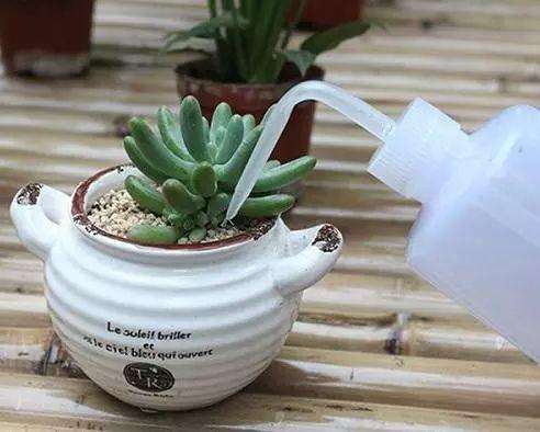 多肉的叶片出现了萎蔫干瘪的现象