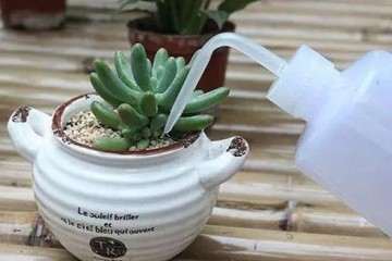 多肉的叶片出现了萎蔫干瘪的现象