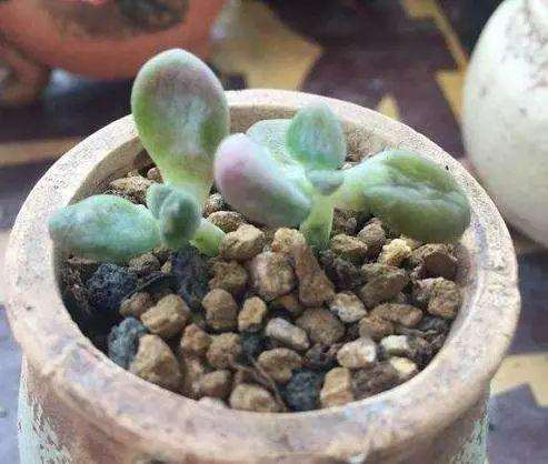 多肉怎么浇水返青快不黑腐