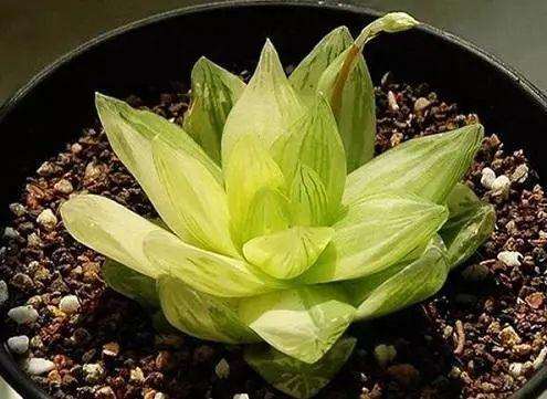 多肉怎么浇水返青快不黑腐