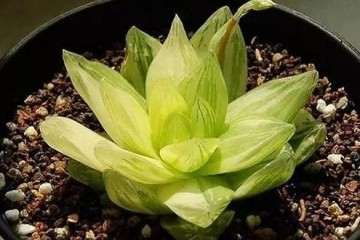 多肉怎么浇水返青快不黑腐 图片